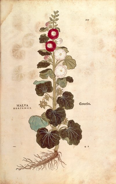 Malvarosa - Malvaceae - Alcea (Malva hortensis) di Leonhart Fuchs da De historia stirpium commentarii insignes (Notable Commentaries on the History of Plants), incisione colorata da Leonhard Fuchs