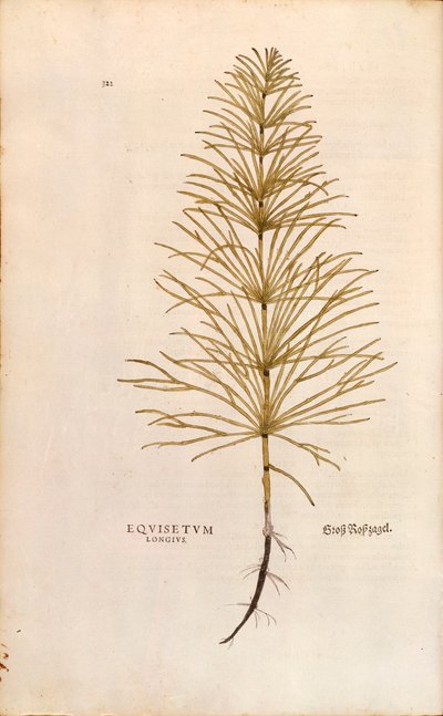 Equisetum arvense (Equisetum longius) da De historia stirpium commentarii insignes da Leonhard Fuchs