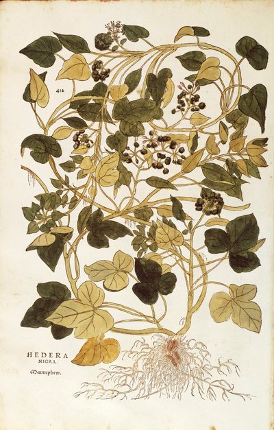 Edera (Hedera helix nigra aurea), da De historia stirpium commentarii insignes da Leonhard Fuchs