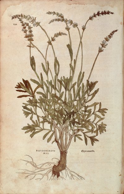 Lavanda - Lavandula spica (Pseudonardus mas) da De historia stirpium commentarii insignes, incisione colorata da Leonhard Fuchs
