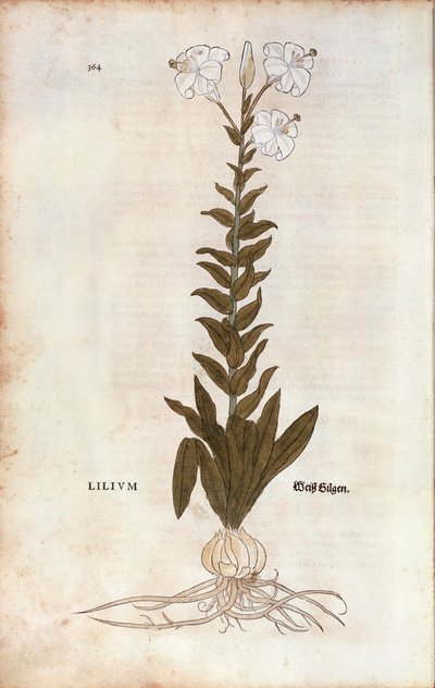 Giglio (Lilium) di Leonhart Fuchs da "De historia stirpium commentarii insignes", incisione colorata da Leonhard Fuchs