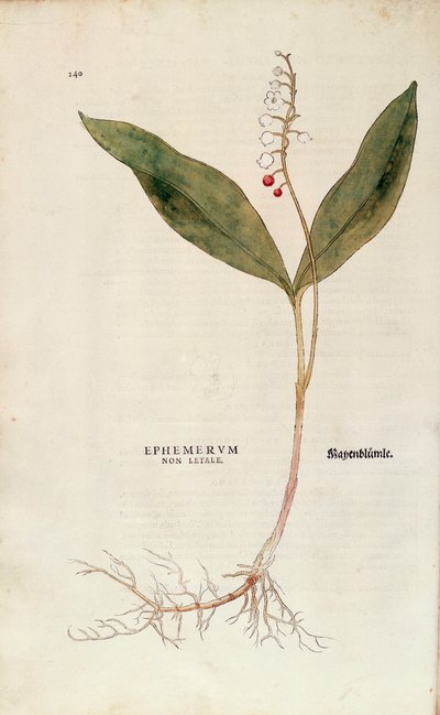 Convallaria majalis (Ephemerum non letale) da De historia stirpium commentarii insignes da Leonhard Fuchs