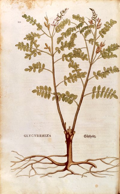 Liquirizia (Glycyrrhiza glabra) di Leonhart Fuchs da De historia stirpium commentarii insignes, incisione colorata da Leonhard Fuchs