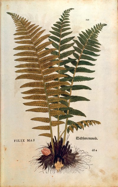 Felce maschio (Dryopteris filix-mas) di Leonhart Fuchs da De historia stirpium commentarii insignes, incisione colorata da Leonhard Fuchs