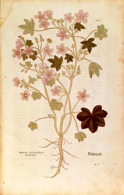 Malva (Malva sylvestris elatior) di Leonhart Fuchs da De historia stirpium commentarii insignes (Notable Commentaries on the History of Plants), incisione colorata da Leonhard Fuchs