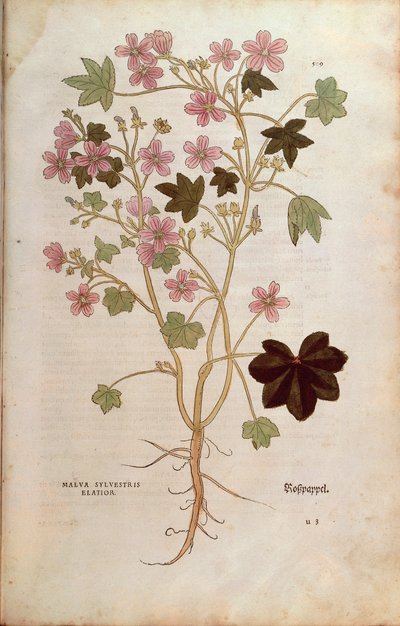 Malva (Malva sylvestris elatior) di Leonhart Fuchs da De historia stirpium commentarii insignes (Notable Commentaries on the History of Plants), incisione colorata da Leonhard Fuchs