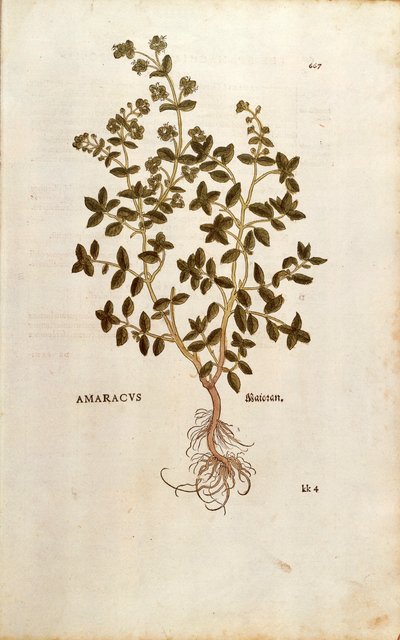 Maggiorana - Origanum majorana (Amaracus) da De historia stirpium commentarii insignes da Leonhard Fuchs