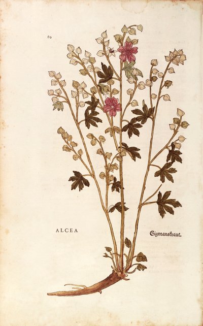 Altea (Althaea) da De historia stirpium commentarii insignes da Leonhard Fuchs