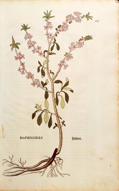 Mezereon - Daphne mezereum (Daphnoides) da De historia stirpium commentarii insignes, incisione colorata da Leonhard Fuchs