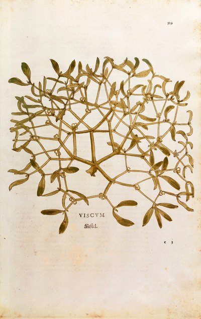 Vischio (Viscum album) da De historia stirpium commentarii insignes da Leonhard Fuchs
