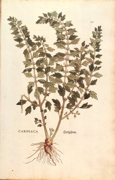 Cardiaca (Leonurus cardiaca) di Leonhart Fuchs da De historia stirpium commentarii insignes (Notable Commentaries on the History of Plants), incisione colorata da Leonhard Fuchs
