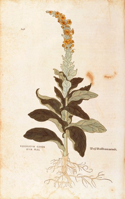 Verbascum Thapsus (Verbasco candidum mas) da De historia stirpium commentarii insignes da Leonhard Fuchs