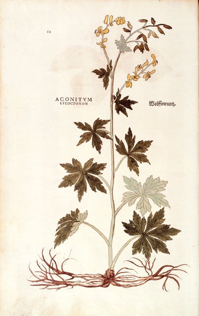 Aconito del nord (Aconitum lycoctonum) di Leonhart Fuchs da De historia stirpium commentarii insignes (Notable Commentaries on the History of Plants), incisione colorata da Leonhard Fuchs