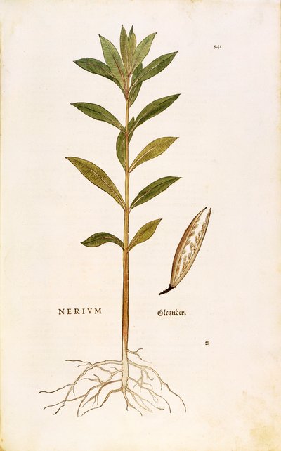 Oleandro (Nerium oleander) di Leonhart Fuchs da De historia stirpium commentarii insignes, incisione colorata da Leonhard Fuchs