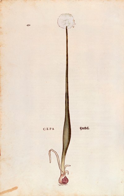 Cipolla (Allium cepa) di Leonhart Fuchs da De historia stirpium commentarii insignes da Leonhard Fuchs
