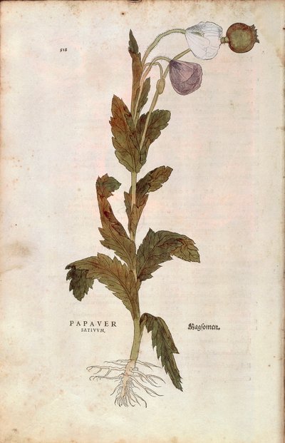 Papavero da oppio - Papaver somniferum (Papaver satiuum) di Leonhart Fuchs da De historia stirpium commentarii insignes (Notable Commentaries on the History of Plants), incisione colorata da Leonhard Fuchs