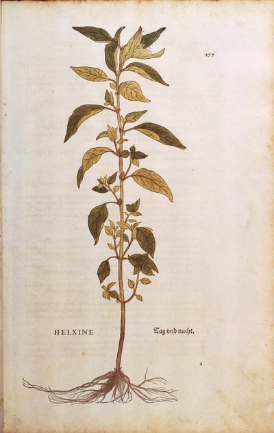 Parietaria officinalis (Helxine) da De historia stirpium commentarii insignes, incisione colorata da Leonhard Fuchs