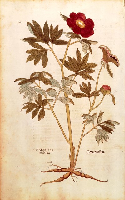 Peonia - Paeonia officinalis (Paeonia foemina) di Leonhart Fuchs da De historia stirpium commentarii insignes (Notable Commentaries on the History of Plants), incisione colorata da Leonhard Fuchs