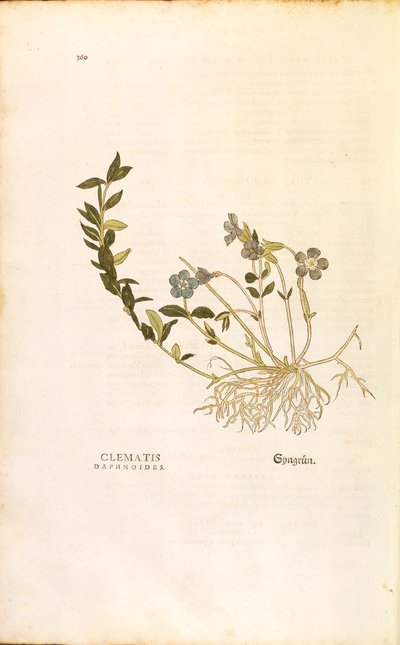 Pervinca - Vinca minor (Clematis daphnoides) da De historia stirpium commentarii insignes, incisione colorata da Leonhard Fuchs