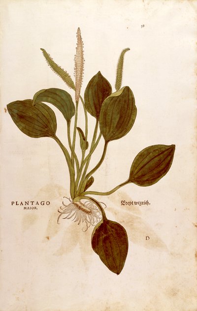 Piantaggine (Plantago major), da De historia stirpium commentarii insignes da Leonhard Fuchs