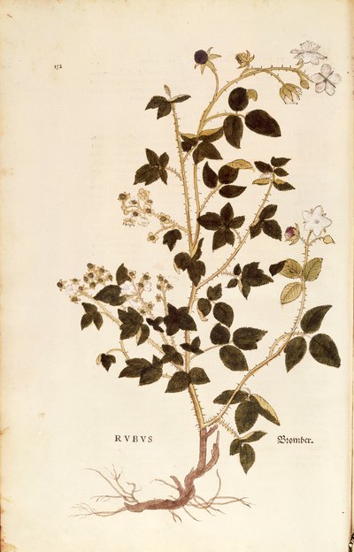 Tavola: Rovo (Rubus) da De historia stirpium commentarii insignes, incisione colorata da Leonhard Fuchs