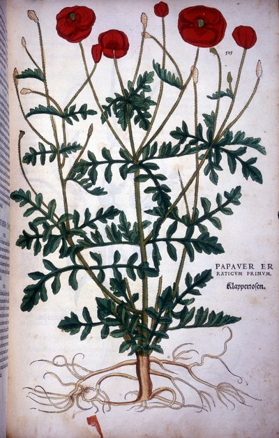 Papavero - in 