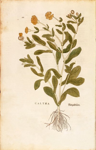 Calendula officinalis (Caltha) da De historia stirpium commentarii insignes, incisione colorata da Leonhard Fuchs