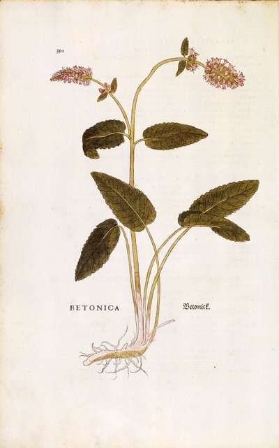 Betonica purpurea o erba del vescovo - Stachys officinalis (Betonica) di Leonhart Fuchs da De historia stirpium commentarii insignes (Commentari notevoli sulla storia delle piante) incisione colorata da Leonhard Fuchs