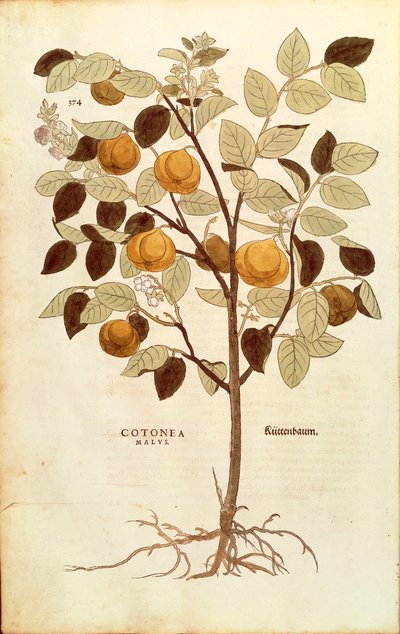 Cotogno - Cydonia oblonga (Cotonea malus) da De historia stirpium commentarii insignes, incisione colorata da Leonhard Fuchs