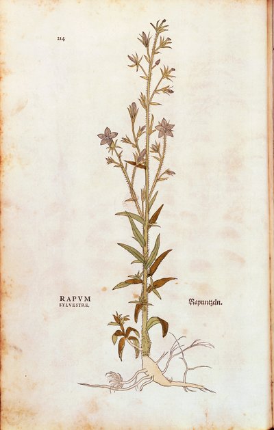 Raponzolo - Campanula rapunculus, da De historia stirpium commentarii insignes da Leonhard Fuchs