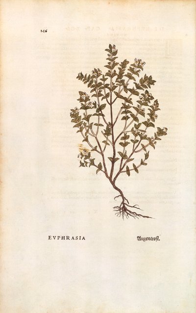 Eufrasia rossa (Euphrasia officinalis) di Leonhart Fuchs da De historia stirpium commentarii insignes (Notable Commentaries on the History of Plants), incisione colorata da Leonhard Fuchs