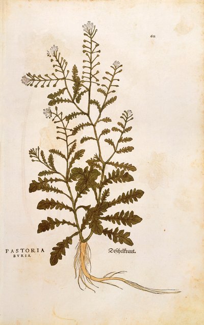 Borsa del pastore - Capsella bursa-pastoris (Pastoria bursa) di Leonhart Fuchs da De historia stirpium commentarii insignes (Commentari notevoli sulla storia delle piante) incisione colorata da Leonhard Fuchs
