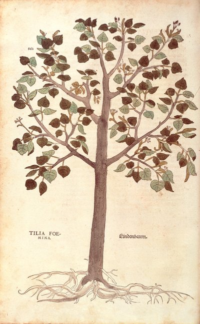 Tiglio a foglie piccole - Tilia cordata (Tilia foemina) di Leonhart Fuchs da De historia stirpium commentarii insignes (Commentari notevoli sulla storia delle piante) incisione colorata da Leonhard Fuchs