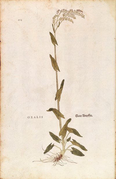 Acetosa o Romice - Rumex acetosa (Oxalis) di Leonhart Fuchs da De historia stirpium commentarii insignes (Notable Commentaries on the History of Plants), incisione colorata da Leonhard Fuchs