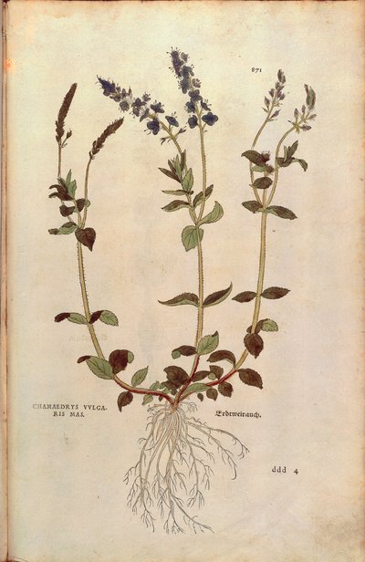 Veronica - Veronica officinalis o Veronica compatta blu - Veronica allionii (Chamaedrys vulgaris mas) di Leonhart Fuchs da De historia stirpium commentarii insignes (Notable Commentaries on the History of Plants), incisione colorata da Leonhard Fuchs