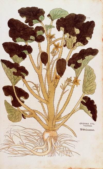 Cetriolo selvatico - Ecballium elaterium (Cucumis sylvestris) da De historia stirpium commentarii insignes, incisione colorata da Leonhard Fuchs