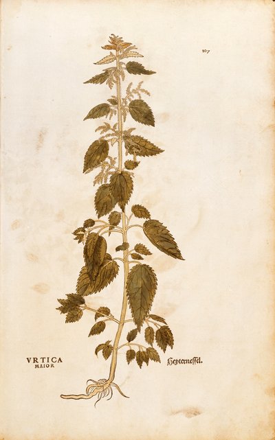 Ortica dioica (Urtica maior) da De historia stirpium commentarii insignes, incisione colorata da Leonhard Fuchs