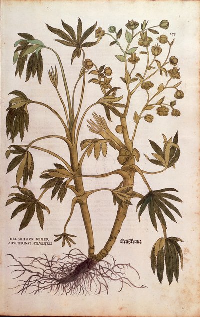Elleboro puzzolente o Elleboro fetido - Helleborus foetidus (Helleborus niger adulterinus sylvestris) di Leonhart Fuchs da De historia stirpium commentarii insignes (Notable Commentaries on the History of Plants), incisione colorata da Leonhard Fuchs