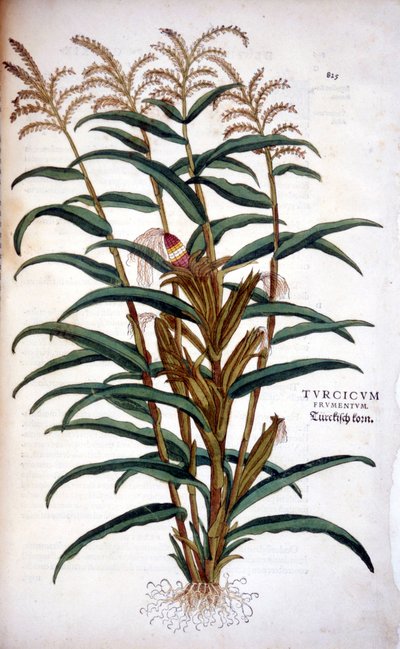 Il mais - in "De Historia Stirpium commentarii insignia" di Leonhart Fuchs da Leonhard Fuchs