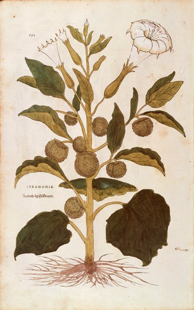 Stramonio - Datura stramonium (Stramonia) da De historia stirpium commentarii insignes, incisione colorata da Leonhard Fuchs