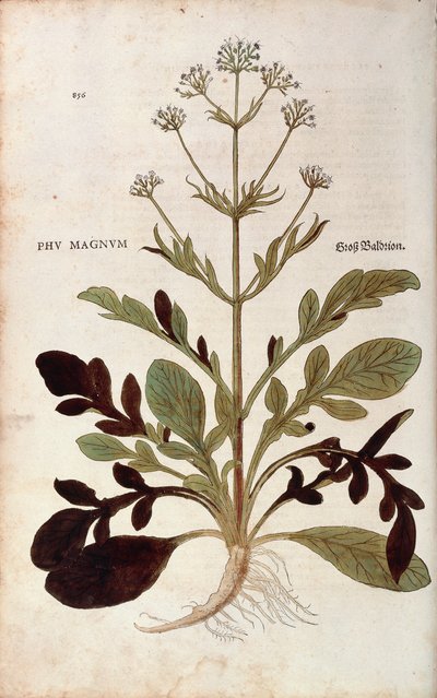 Valeriana officinalis (Phu magnum) di Leonhart Fuchs da "De historia stirpium commentarii insignes", incisione colorata da Leonhard Fuchs