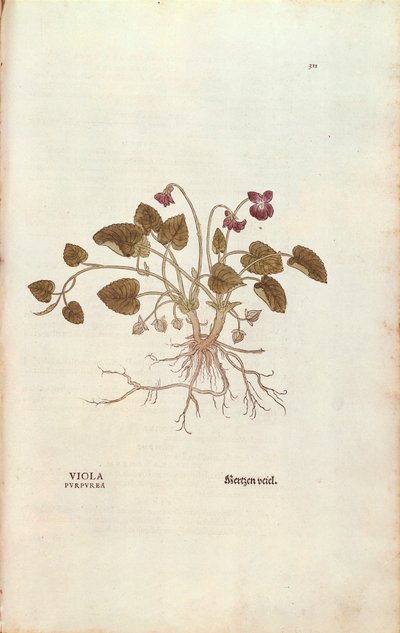 Viola (Viola odorata) da De historia stirpium commentarii insignes, incisione colorata da Leonhard Fuchs