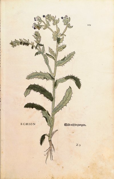 Erba viperina o erba azzurra - Echium vulgare (Echion) di Leonhart Fuchs da De historia stirpium commentarii insignes (Commentari notevoli sulla storia delle piante) incisione colorata da Leonhard Fuchs