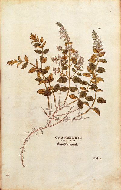 Germander murale - Teucrium chamaedrys (Chamaedrys vera mas) da De historia stirpium commentarii insignes, incisione colorata da Leonhard Fuchs