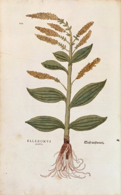 Elleboro bianco - Veratrum album (Elleborus albus) da De historia stirpium commentarii insignes, incisione colorata da Leonhard Fuchs