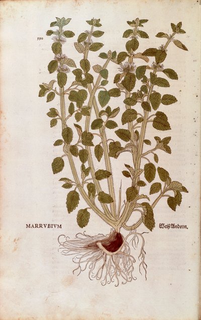Marrubio bianco (Marrubium vulgare) di Leonhart Fuchs da De historia stirpium commentarii insignes (Commentari notevoli sulla storia delle piante) incisione colorata da Leonhard Fuchs