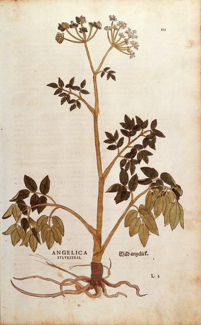 Angelica selvatica (Angelica sylvestris) di Leonhart Fuchs da De historia stirpium commentarii insignes, incisione colorata da Leonhard Fuchs