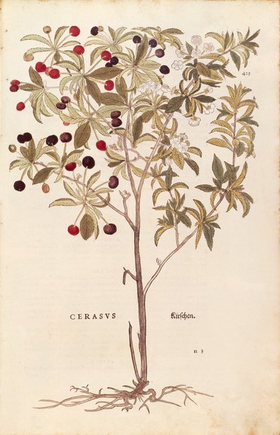 Ciliegio selvatico - Prunus avium (Cerasus) da De historia stirpium commentarii insignes, incisione colorata da Leonhard Fuchs