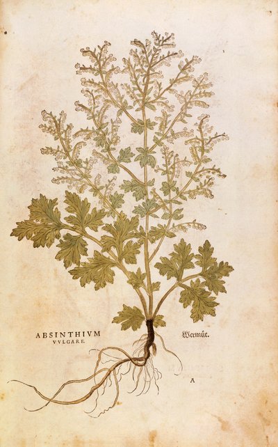 Assenzio - Artemisia absinthium (Absinthium vulgare) da De historia stirpium commentarii insignes, incisione colorata da Leonhard Fuchs