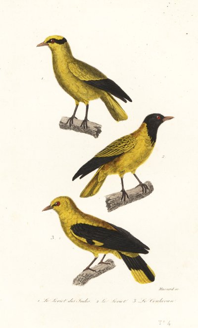Specie di oriolo da Leopold Massard